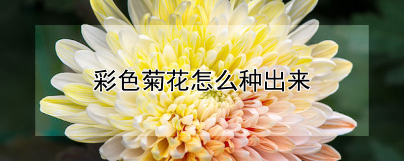 彩色菊花怎么种出来（七彩菊花是怎么培育的）