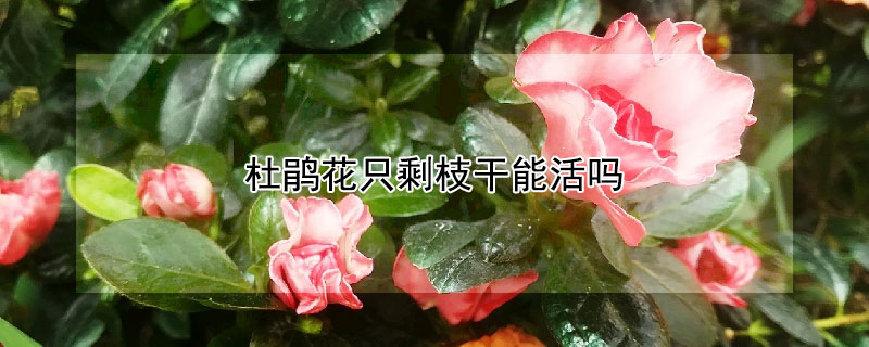 杜鹃花只剩枝干能活吗（杜鹃花就剩下枝干了还可以养活吗）