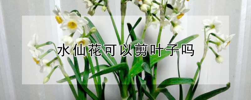 水仙花可以剪叶子吗 水仙花可以剪叶子吗图片