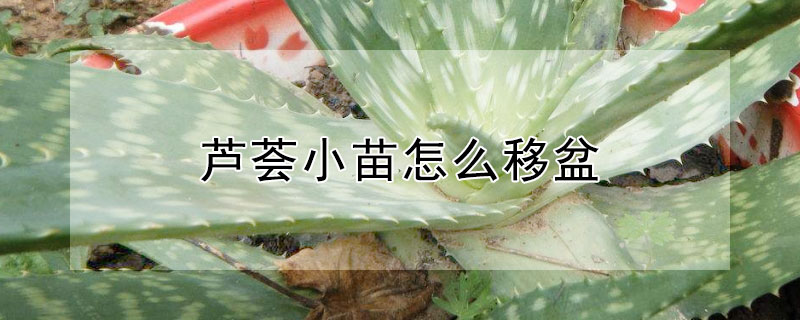 芦荟小苗怎么移盆（芦荟小苗怎么移盆最好）