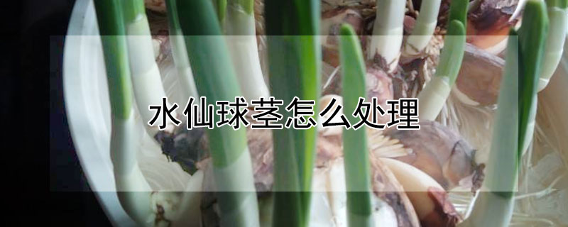 水仙球茎怎么处理 水仙球茎怎么处理视频