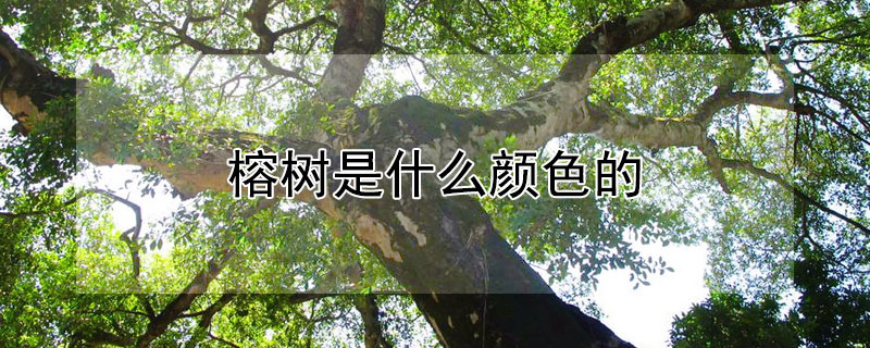 榕树是什么颜色的（榕树是什么颜色的树）