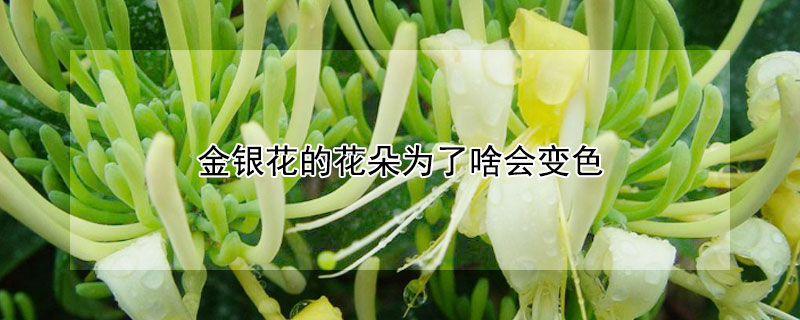 金银花的花朵为了啥会变色 金银花花的花朵为了什么会变色