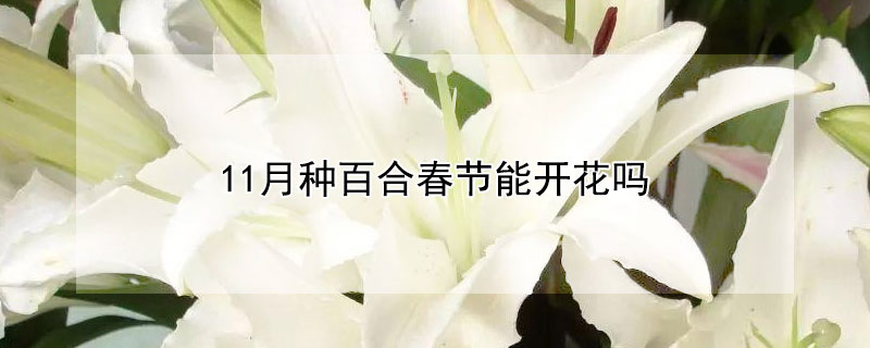 11月种百合春节能开花吗（11月种百合春节能开花吗为什么）