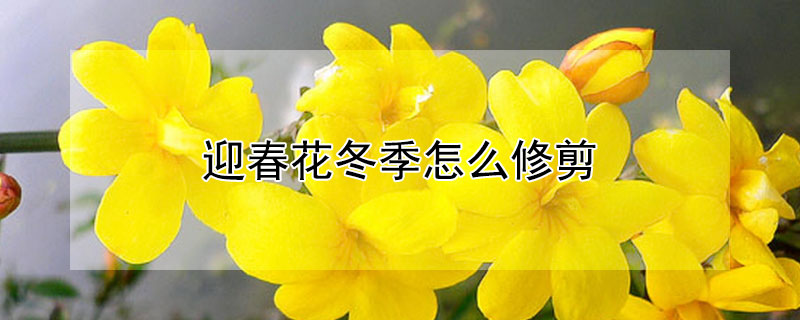 迎春花冬季怎么修剪（迎春花冬天怎么修剪）