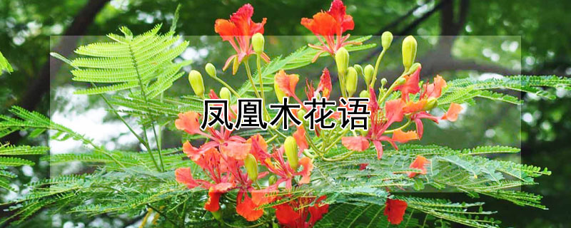 凤凰木花语（凤凰木花语?）