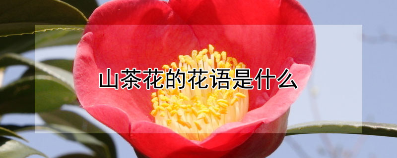 山茶花的花语是什么 白玫瑰的花语是什么