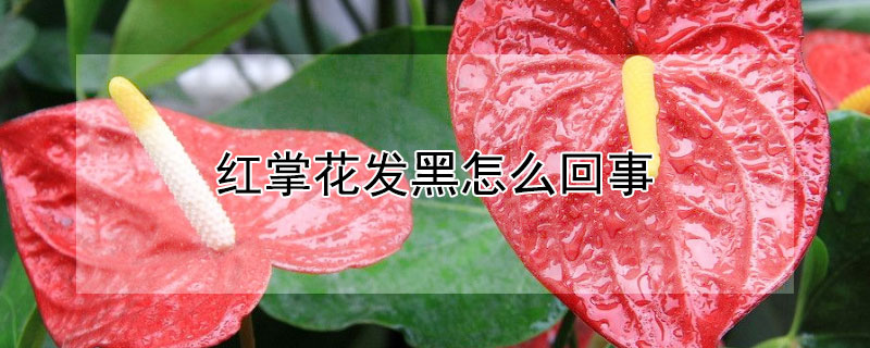 红掌花发黑怎么回事 红掌花发黑怎么办