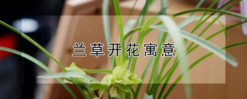 兰草开花寓意（兰草开花有什么寓意）