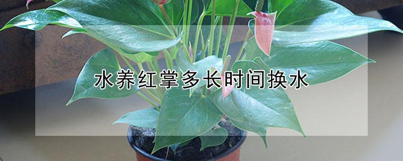 水养红掌多长时间换水 红掌水养,一般可以活多久