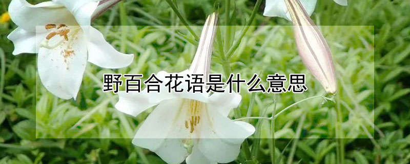 野百合花语是什么意思 野百合花的花语和寓意