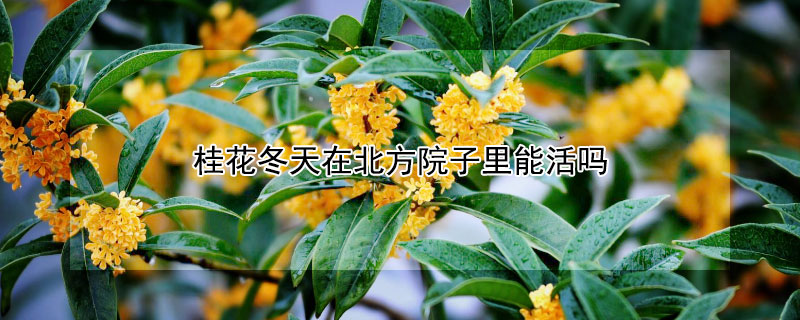 桂花冬天在北方院子里能活吗（桂花冬天在北方院子里能活吗）