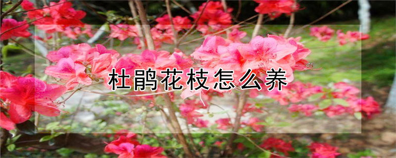 杜鹃花枝怎么养（杜鹃花枝子怎样能插活）