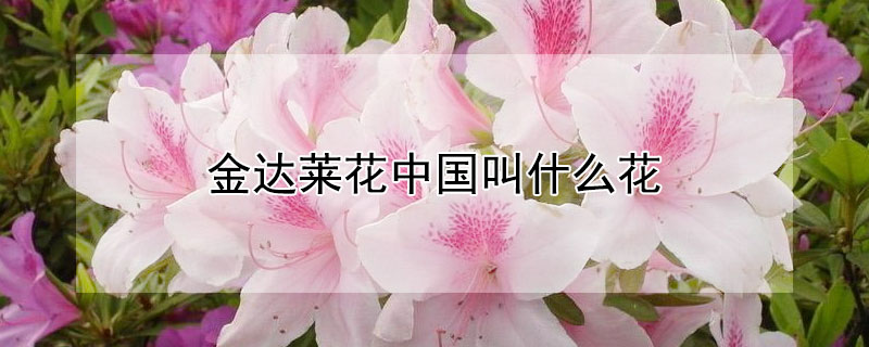 金达莱花中国叫什么花（金达莱花是什么花）