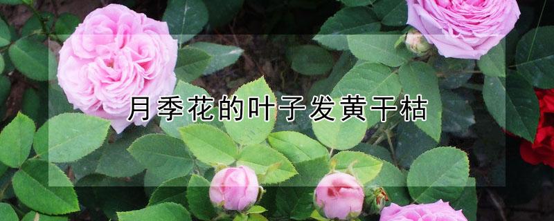 月季花的叶子发黄干枯（月季花的叶子发黄干枯怎么回事）