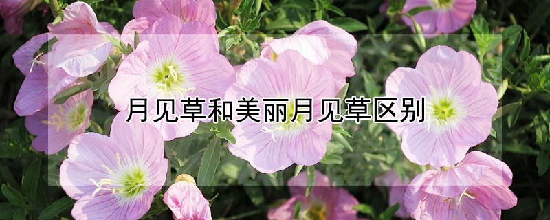 月见草和美丽月见草区别 月见草和美丽月见草区别在哪