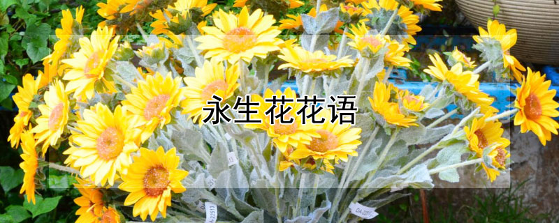 永生花花语（黑色玫瑰永生花的花语）