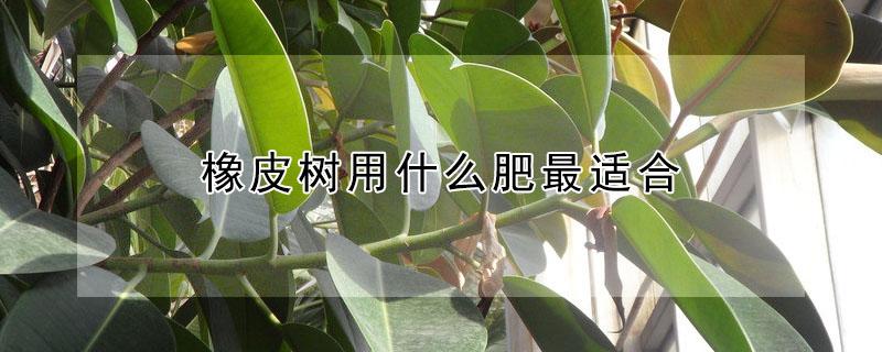 橡皮树用什么肥最适合（橡皮树用什么花肥）