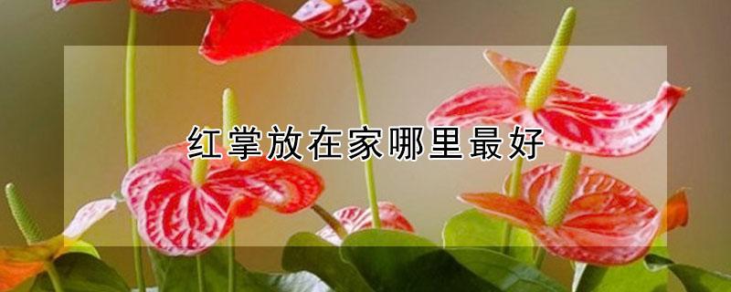 红掌放在家哪里最好（红掌放在家哪里最好呢）