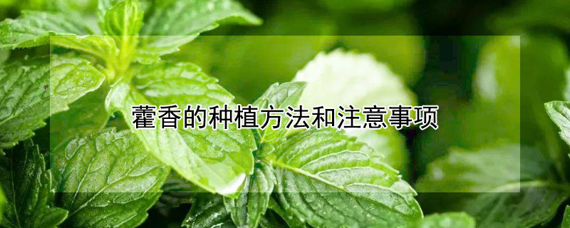 藿香的种植方法和注意事项（藿香的种植方法和注意事项图片）