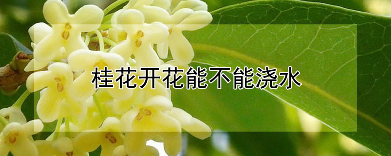 桂花开花能不能浇水（桂花开花的时候可以施肥吗）