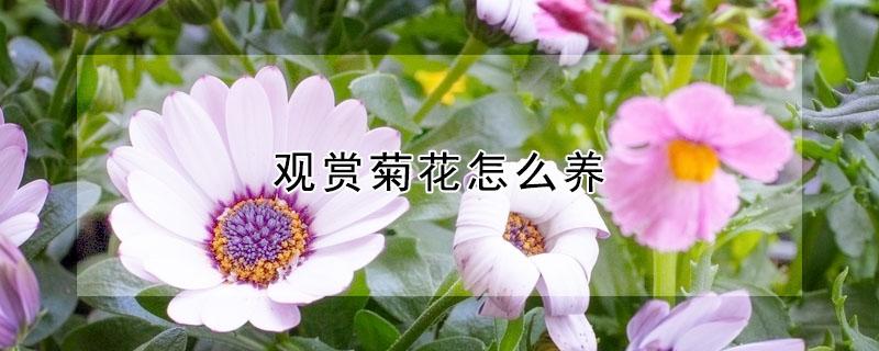 观赏菊花怎么养 观赏菊花怎么种植