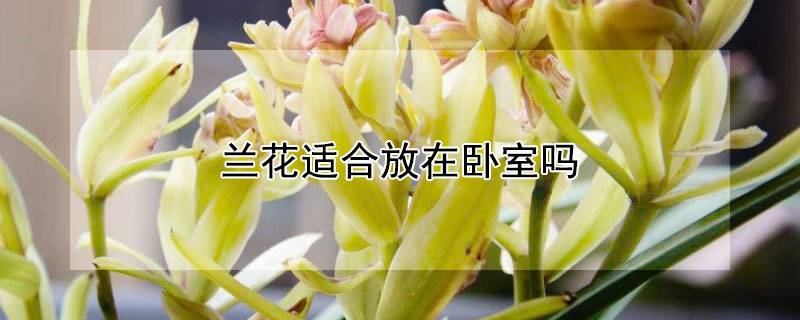 兰花适合放在卧室吗（兰花适合放卧室么）