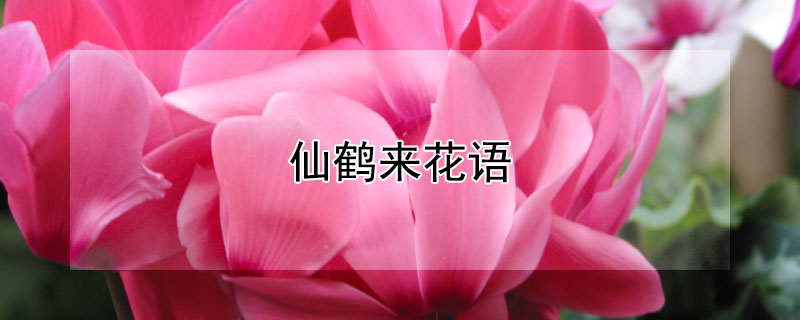 仙鹤来花语（仙鹤来花的花语）