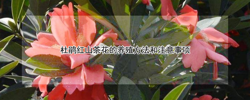 杜鹃红山茶花的养殖方法和注意事项（四季杜鹃红山茶花的养殖方法和注意事项）