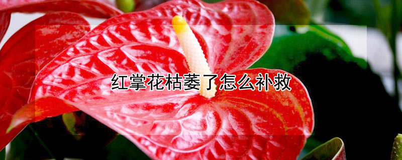 红掌花枯萎了怎么补救 红掌花枯萎了怎么补救视频