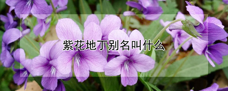 紫花地丁别名叫什么（紫花地丁别名叫什么名）