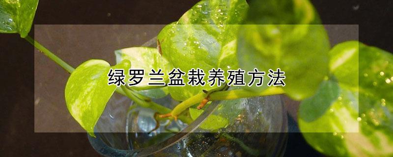 绿罗兰盆栽养殖方法（绿罗兰盆栽养殖方法修）