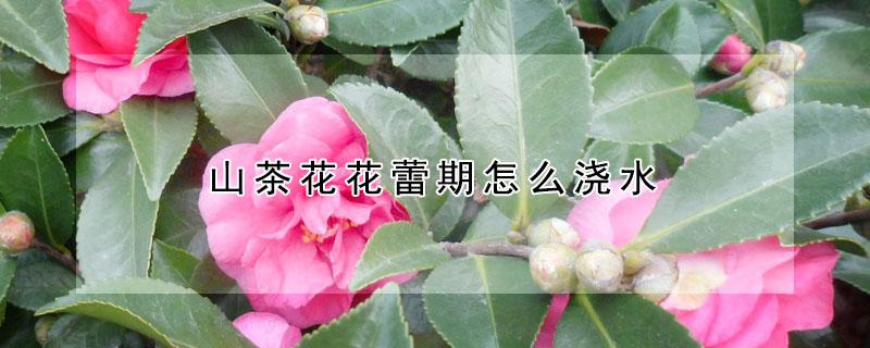 山茶花花蕾期怎么浇水 山茶花花蕾期怎么浇水最好