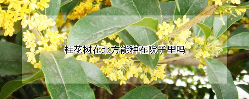 桂花树在北方能种在院子里吗（庭院十大吉祥之树）