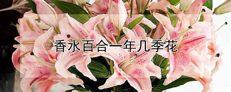 香水百合一年几季花 香水百合一年开花几次