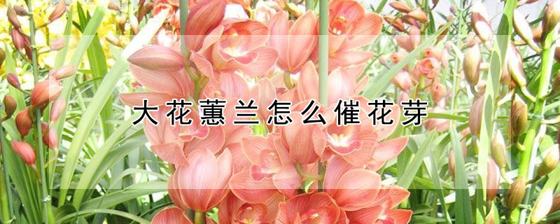 大花蕙兰怎么催花芽（大花蕙兰怎么催花芽视频）