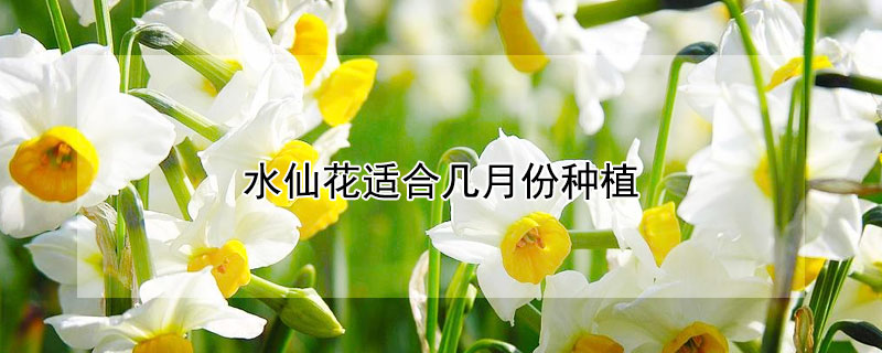 水仙花适合几月份种植（水仙花几月开始种植）