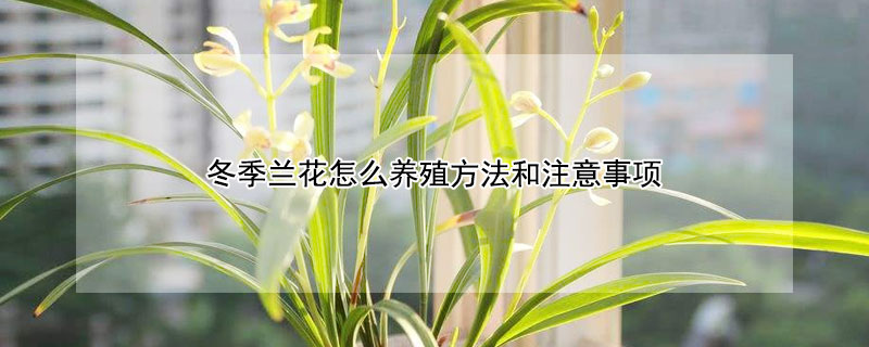 冬季兰花怎么养殖方法和注意事项（冬季兰花的养殖方法）