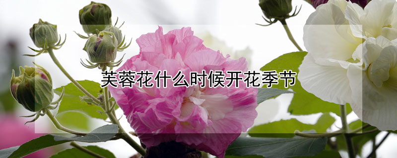 芙蓉花什么时候开花季节（芙蓉花什么时候开花季节）