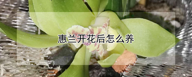 惠兰开花后怎么养（惠兰开花后怎么养护和管理）