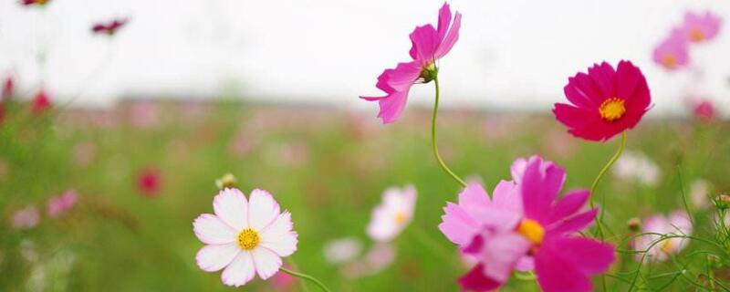 格桑花的花语和寓意（格桑花的经典语录）