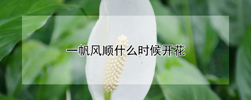 一帆风顺什么时候开花（一帆风顺什么时候开花,花期多长）