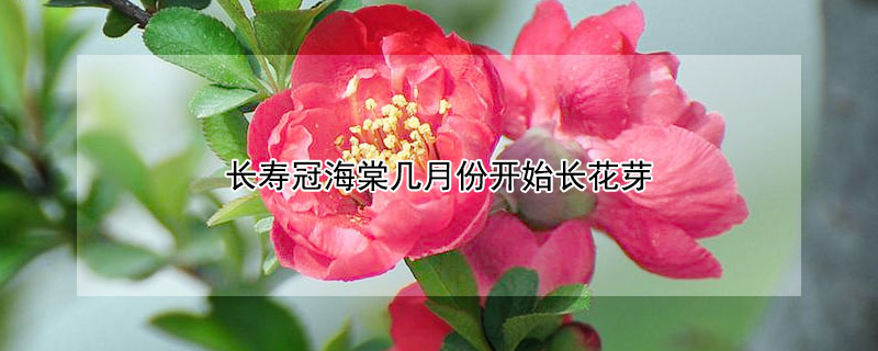 长寿冠海棠几月份开始长花芽 长寿冠海棠什么季节开花