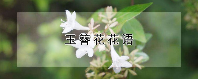 玉簪花花语 玉簪花花语及诗句