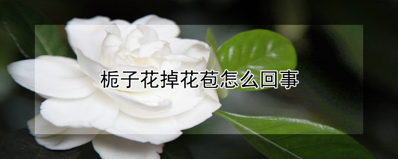 栀子花掉花苞怎么回事 栀子花掉花骨朵是什么原因