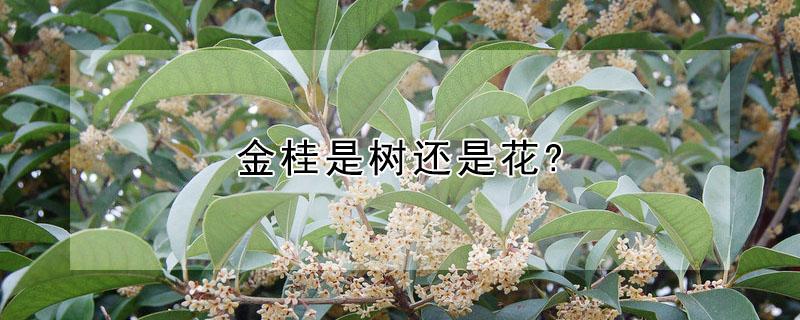 金桂是树还是花? 金桂是树还是花的一种