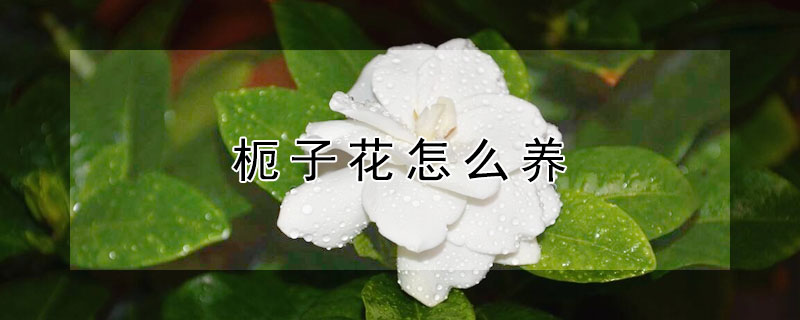 枙子花怎么养 枙子花怎么养殖方法及注意事项