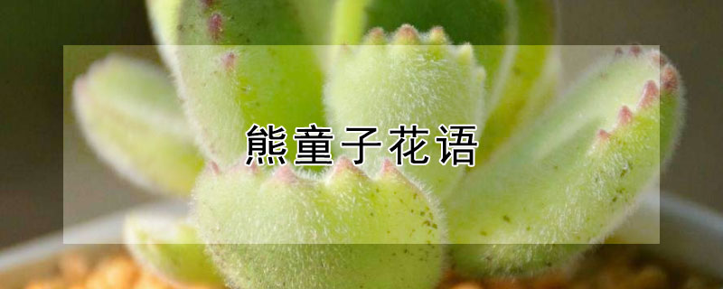 熊童子花语 熊童子花语和寓意