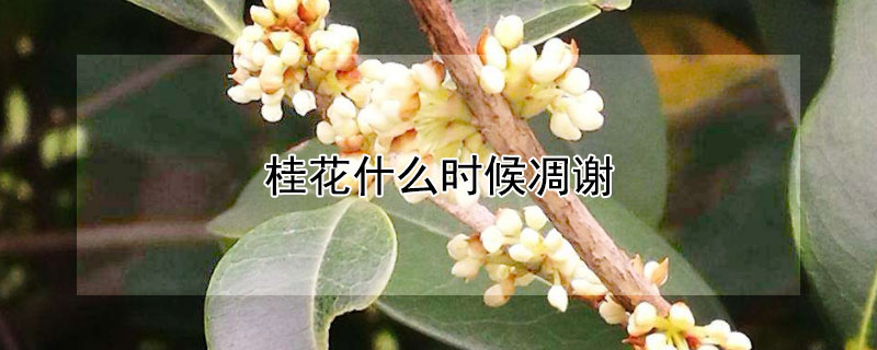 桂花什么时候凋谢 桂花几月开花?花期多长?