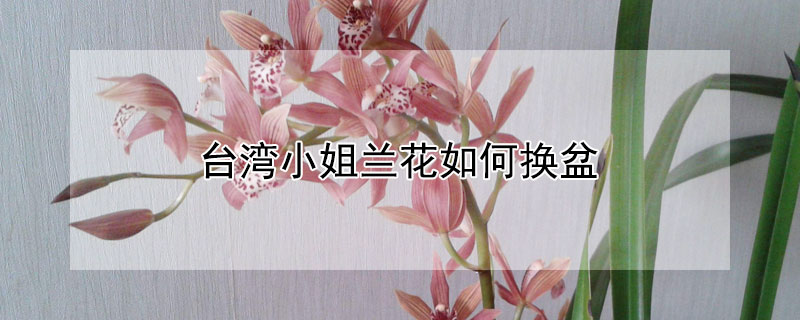 台湾小姐兰花如何换盆（春兰台湾小姐花期怎么养）